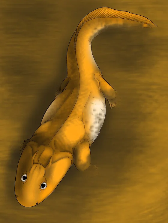 Acanthostega Species reference illustration (not a game render)