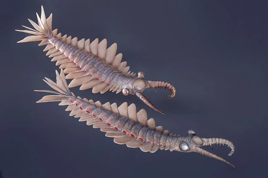 Anomalocaris — Species reference illustration (not an in-game model)