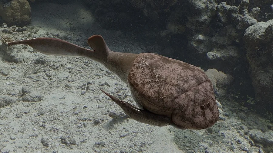 Bothriolepis — Species reference illustration (not an in-game model)