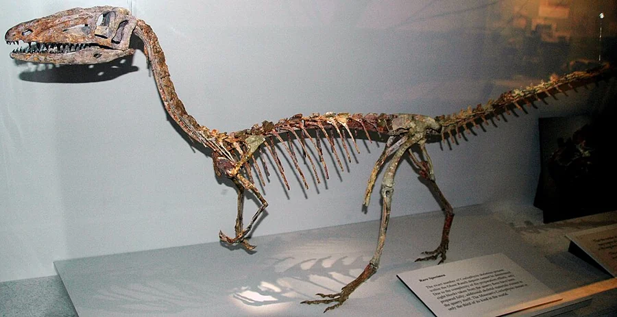 Coelophysis Museum or fossil reference (not a game render)