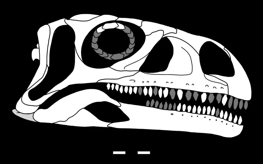 Coloradisaurus Museum or fossil reference (not a game render)