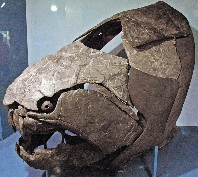Dunkleosteus Museum or fossil reference (not a game render)