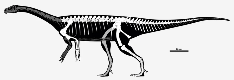 Guaibasaurus Species reference illustration (not a game render)