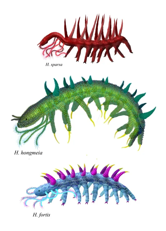 Hallucigenia Species reference illustration (not a game render)