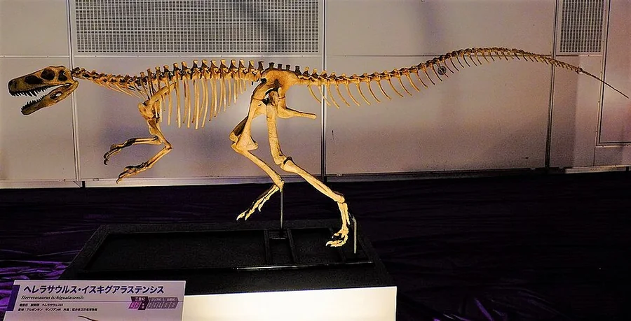 Herrerasaurus Museum or fossil reference (not a game render)