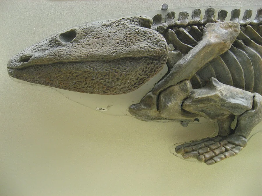 Ichthyostega Museum or fossil reference (not a game render)