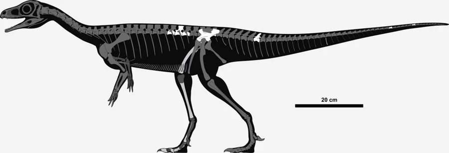 Nhandumirim Species reference illustration (not a game render)