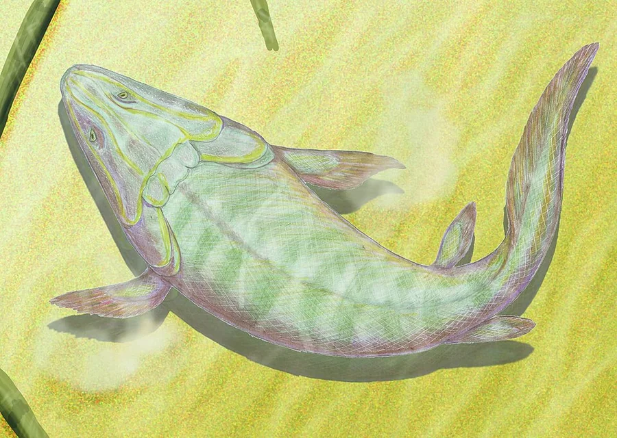 Panderichthys Species reference illustration (not a game render)