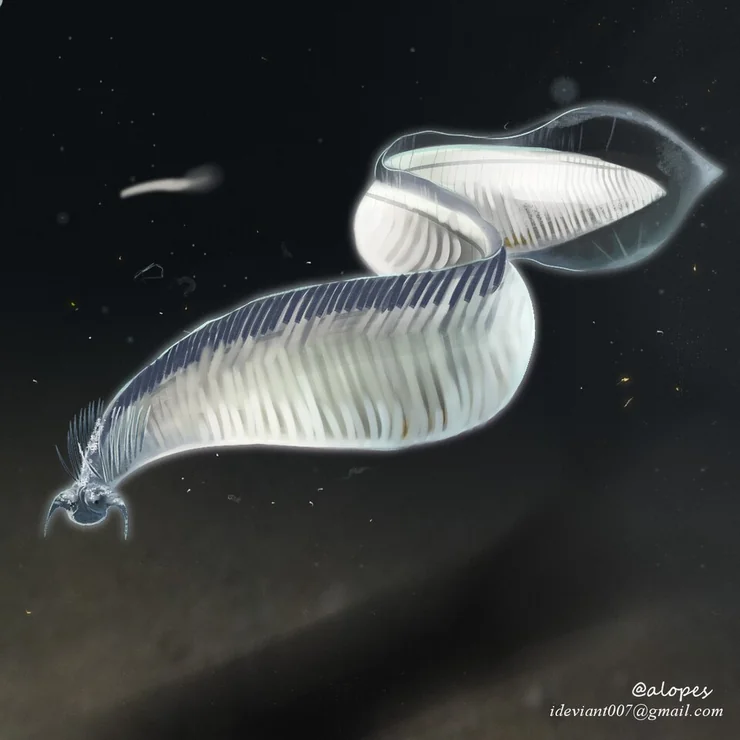 Pikaia — Species reference illustration (not an in-game model)