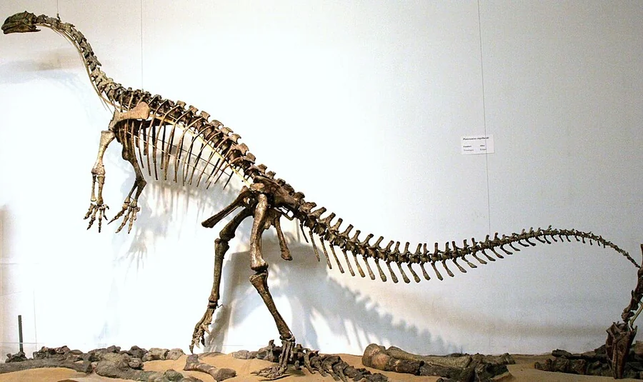 Plateosaurus Species reference illustration (not a game render)