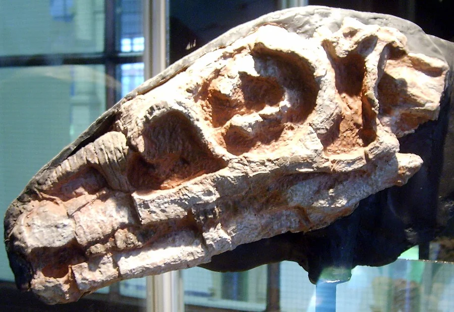 Riojasaurus Museum or fossil reference (not a game render)