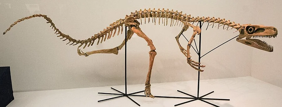 Staurikosaurus Species reference illustration (not a game render)