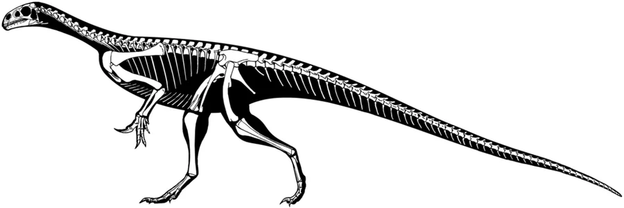 Thecodontosaurus Museum or fossil reference (not a game render)