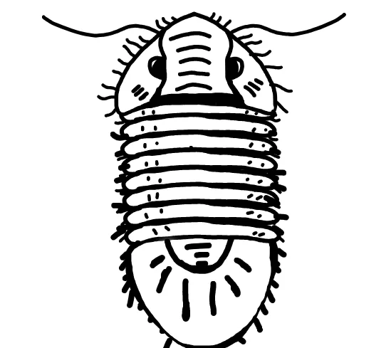 Trilobite Species reference illustration (not a game render)